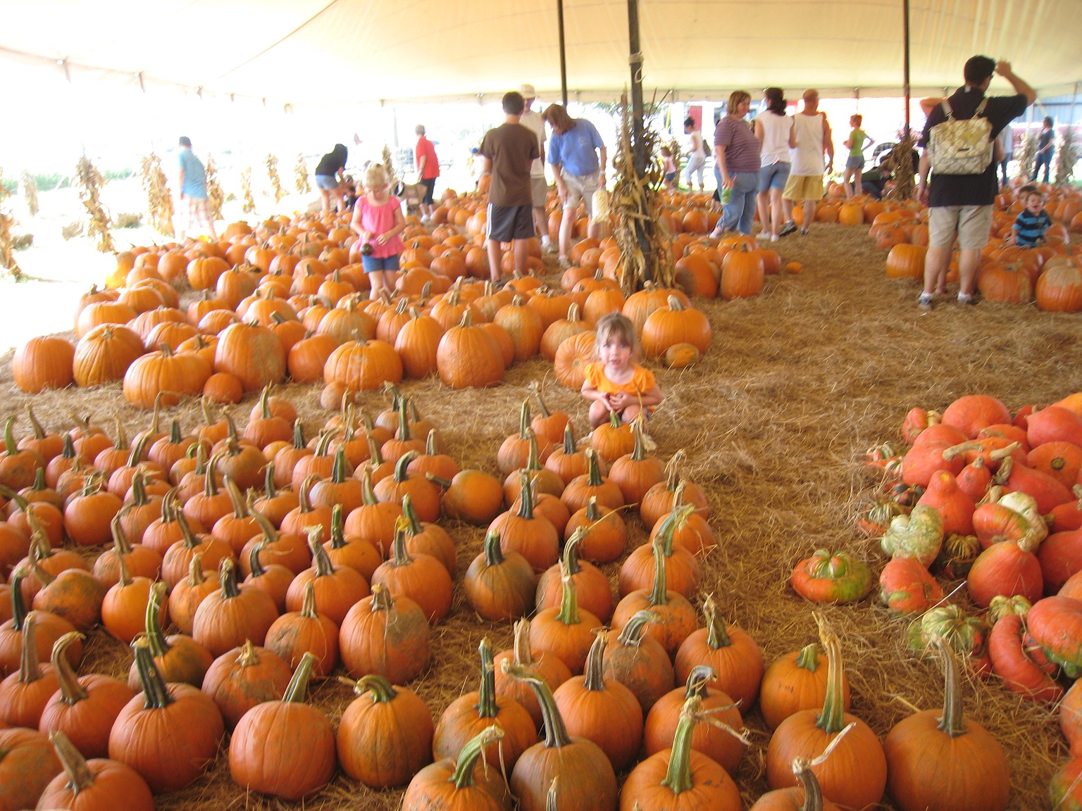 Fall fun around Tampa Bay